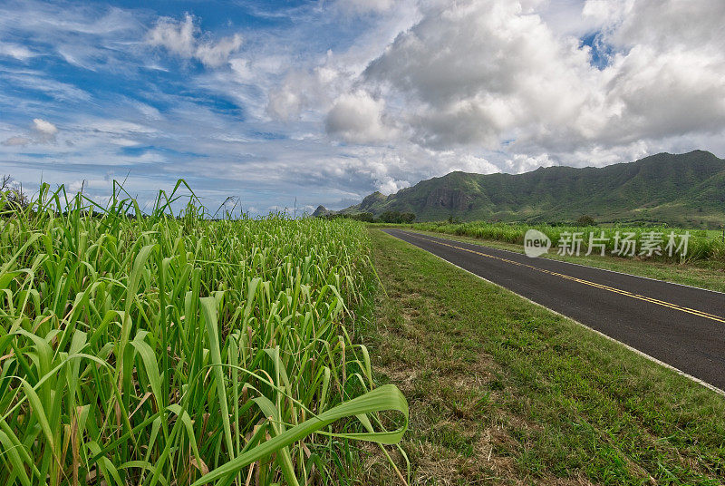 沿着从夏威夷利惠岛考艾岛(Lihue Kauai Hawaii)向内陆的乡村道路，可以看到岛上以前的制糖业留下的老甘蔗田
